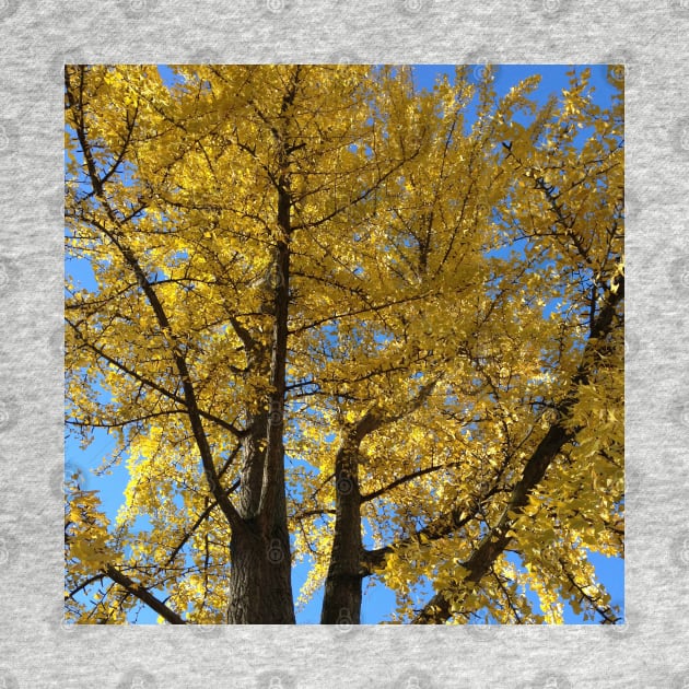 Golden Branches by rachelboucher
